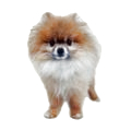 amazon_dog